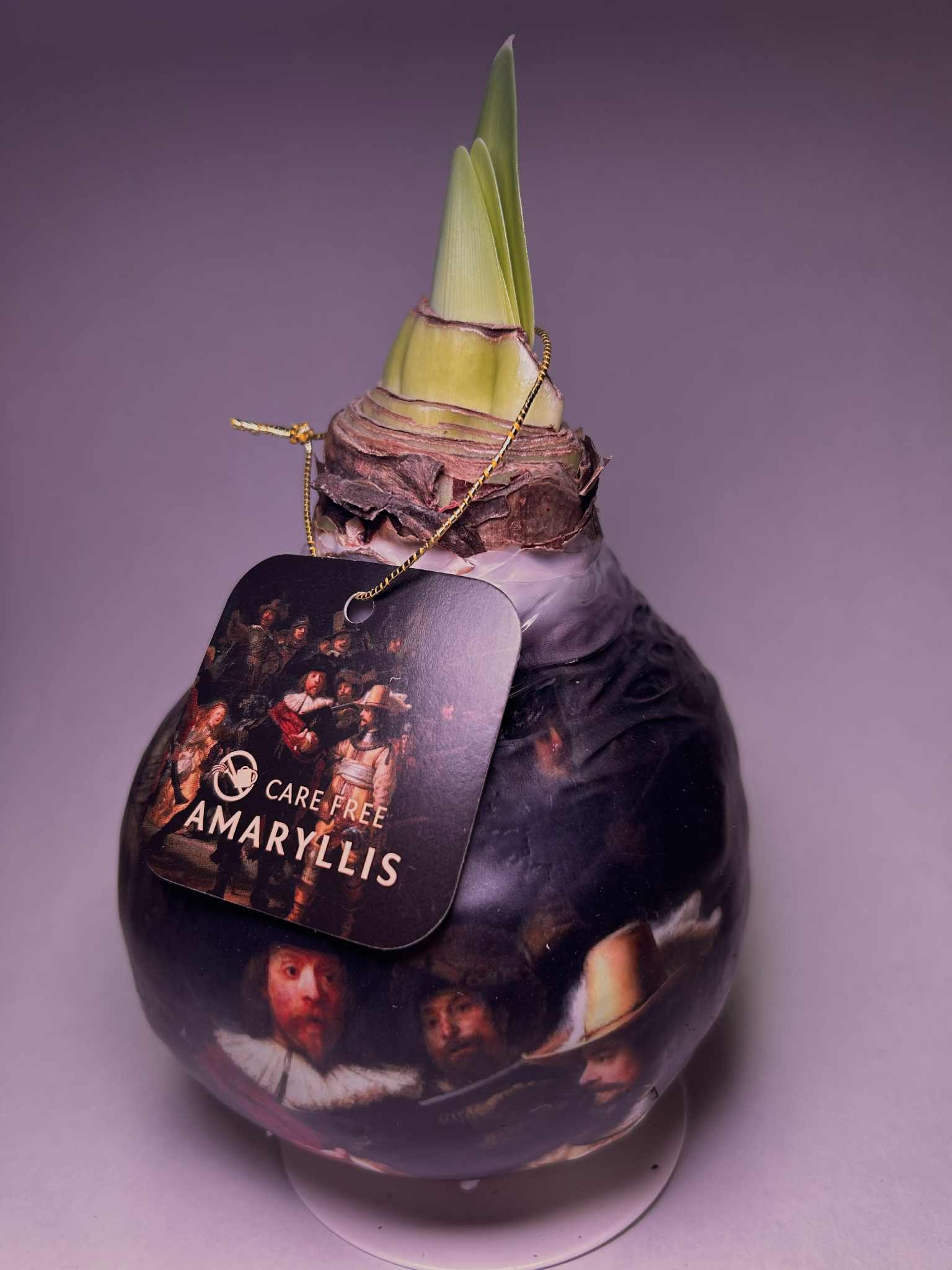 Amarilis vaške - Image 2