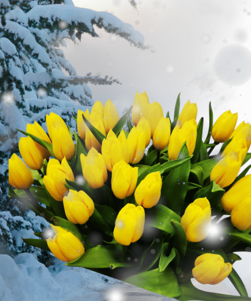 Geltonų tulpių puokštė
