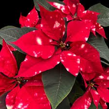 Kalėdinė žvaigždė (Poinsettia) Fantasy Star