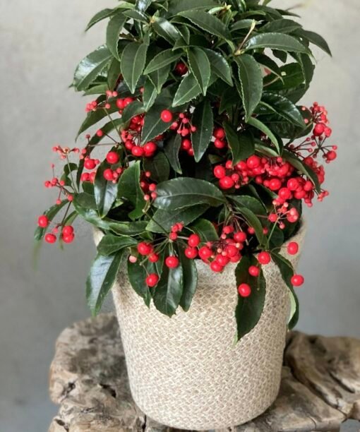 Ardisia Crenata