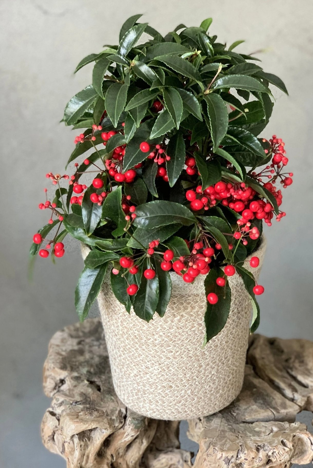 Ardisia Crenata