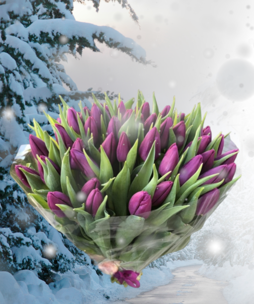 Tulpių puokštė Violetinė